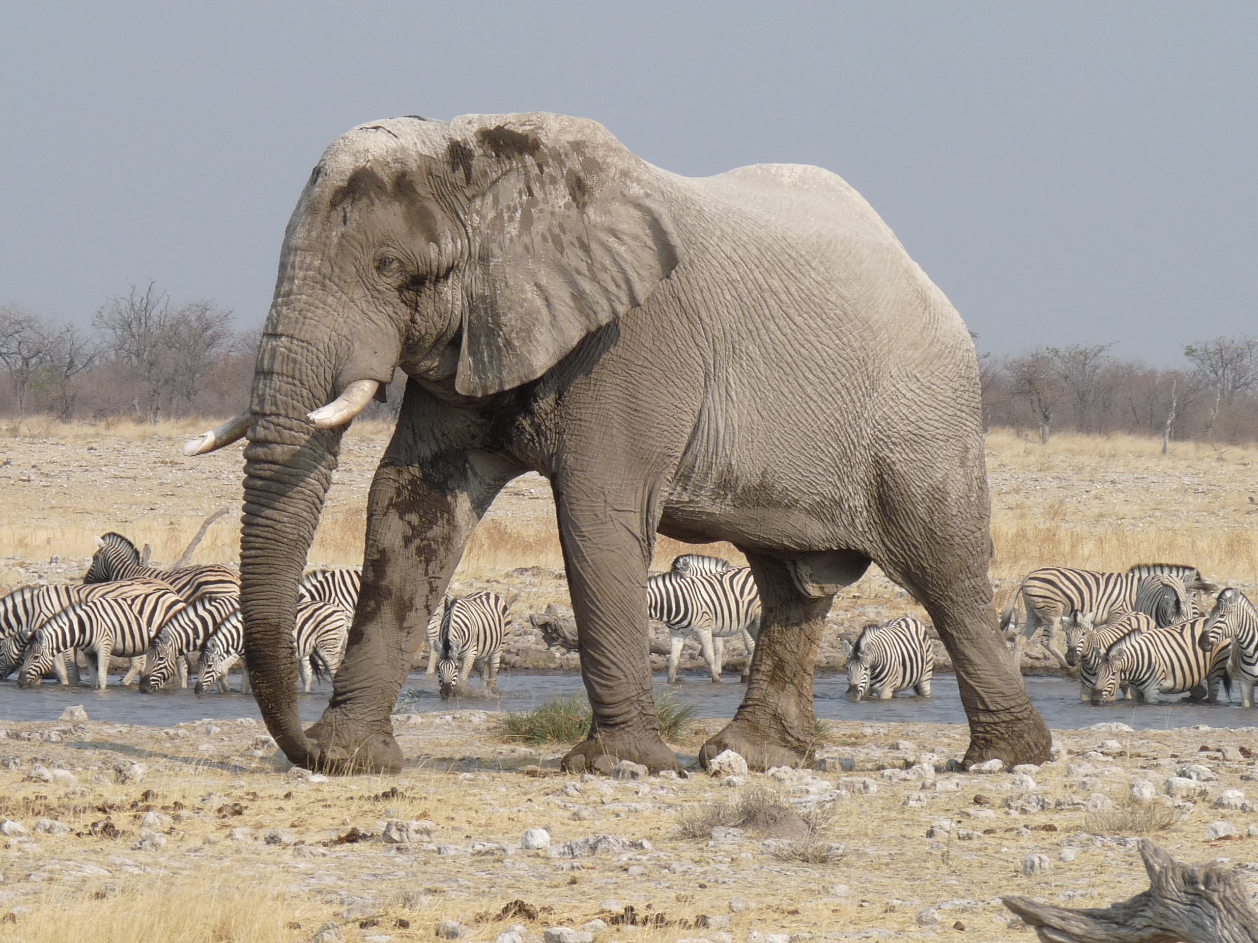 Elephant in Namibia