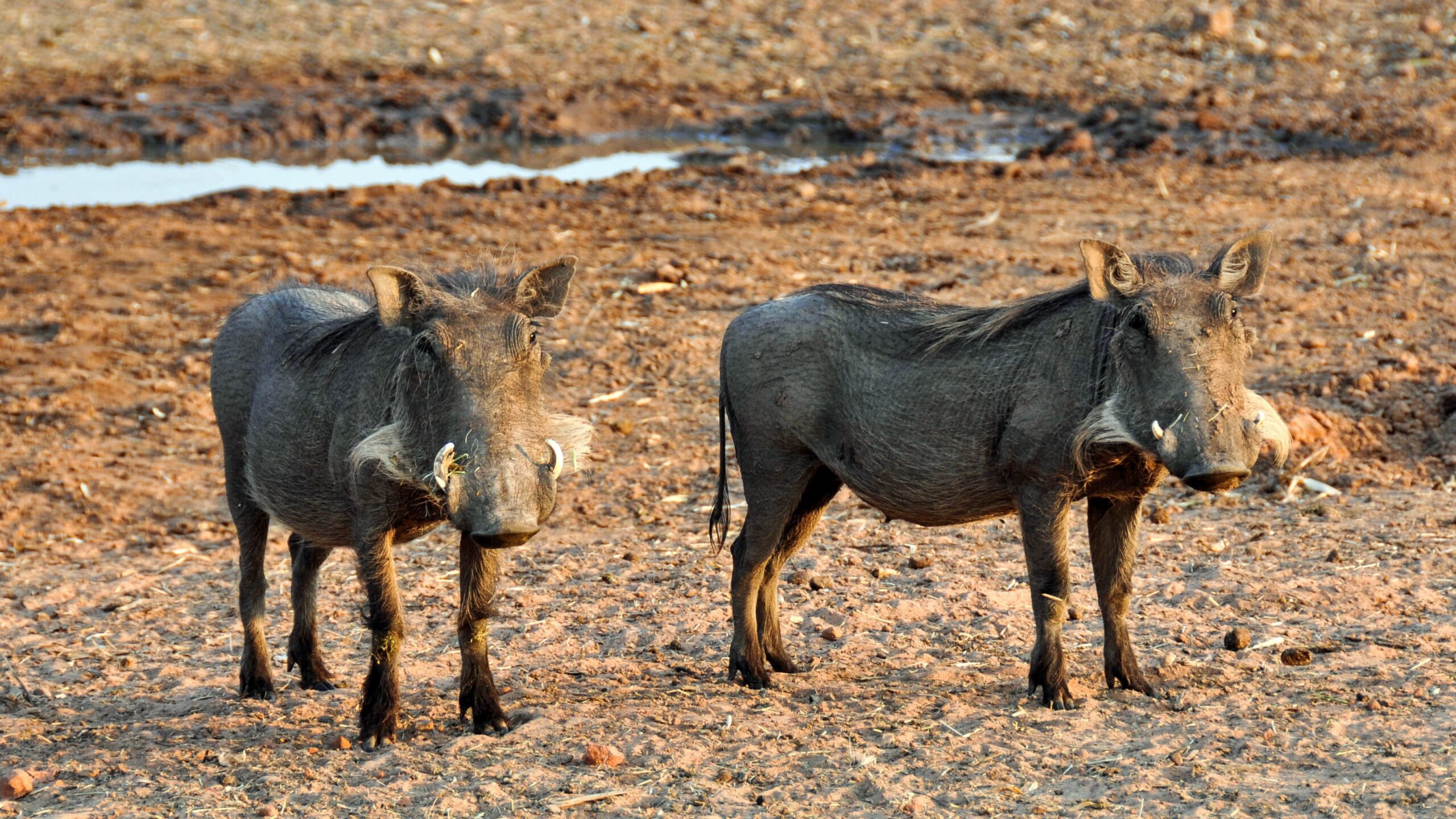 Guided game drive at Omaruru Game Lodge, Namibia