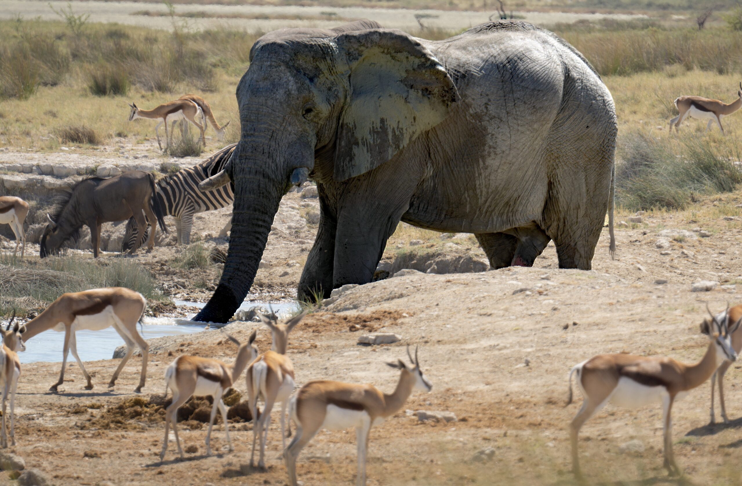 Guided game drive at Omaruru Game Lodge, Namibia