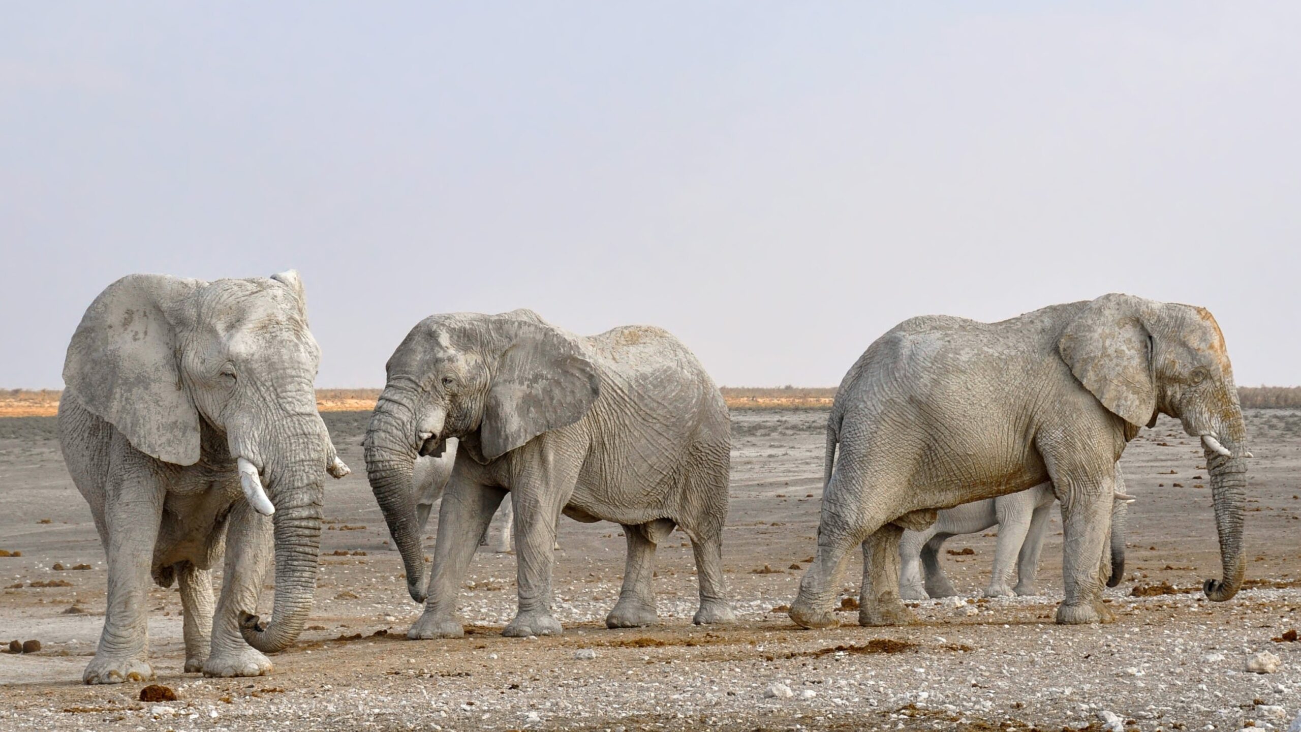 Namibia Highlights: Wildlife, Mountains & Coast