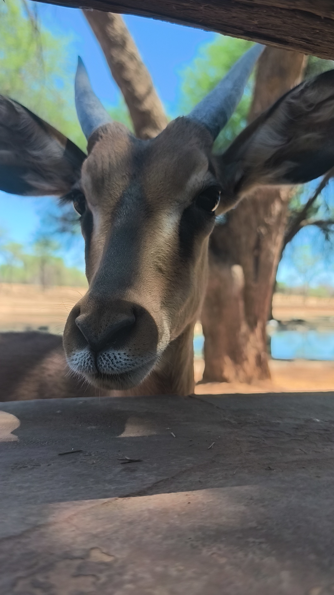 Kudu at Omaruru Game Lodge, Namibia