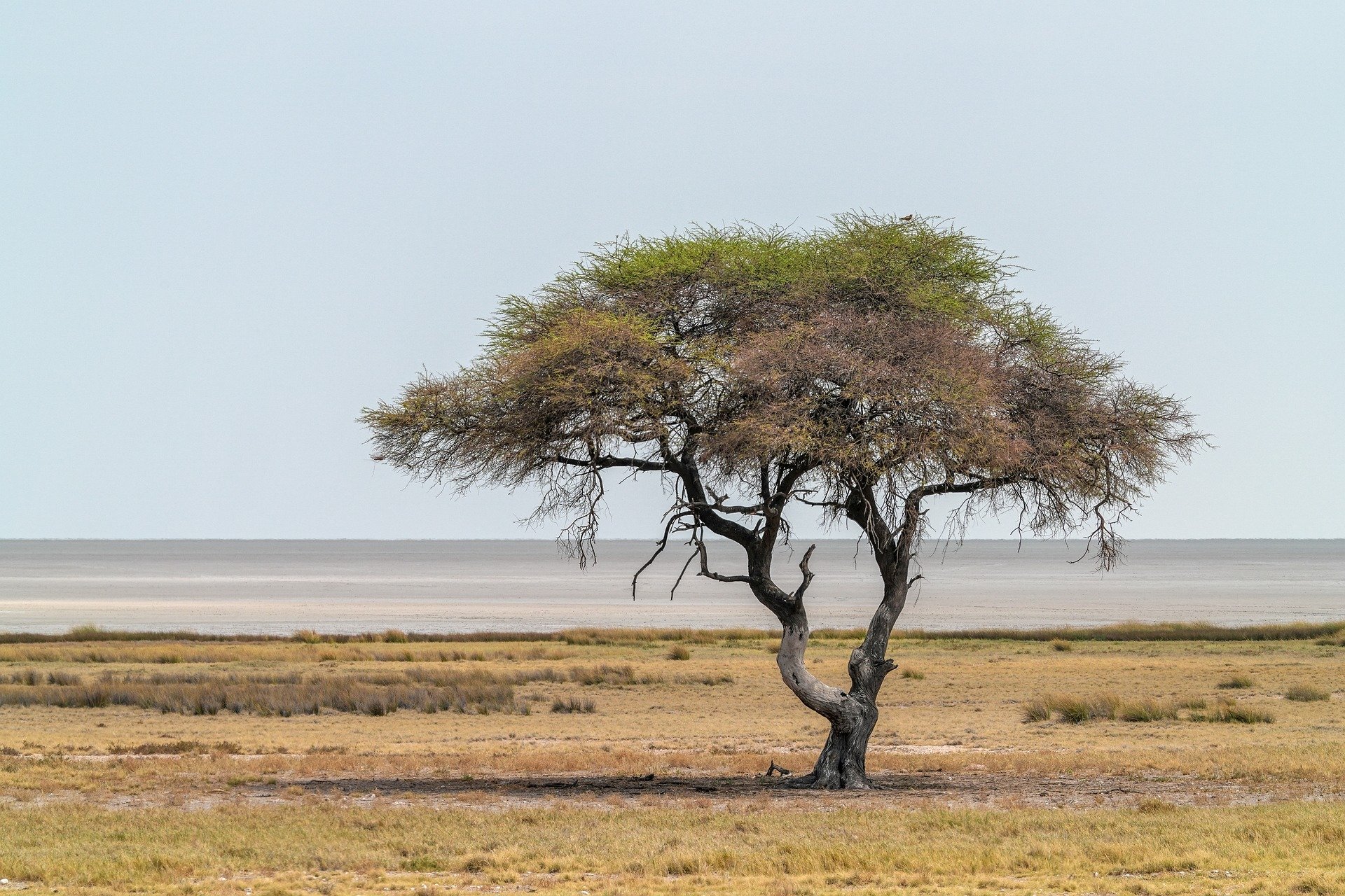 acacia-9565430_1920