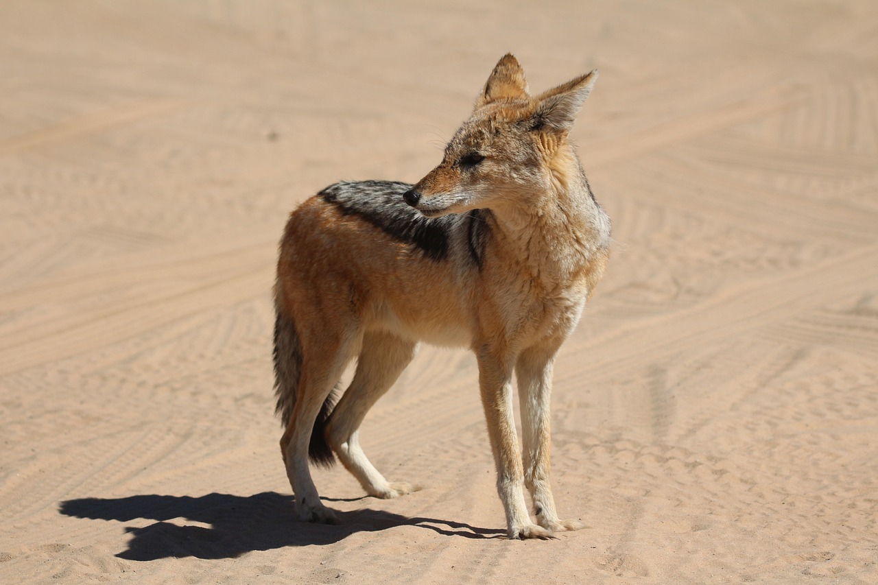 africa-4746798_1280