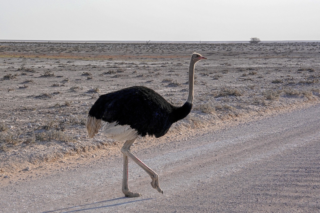 bird-9270123_1280