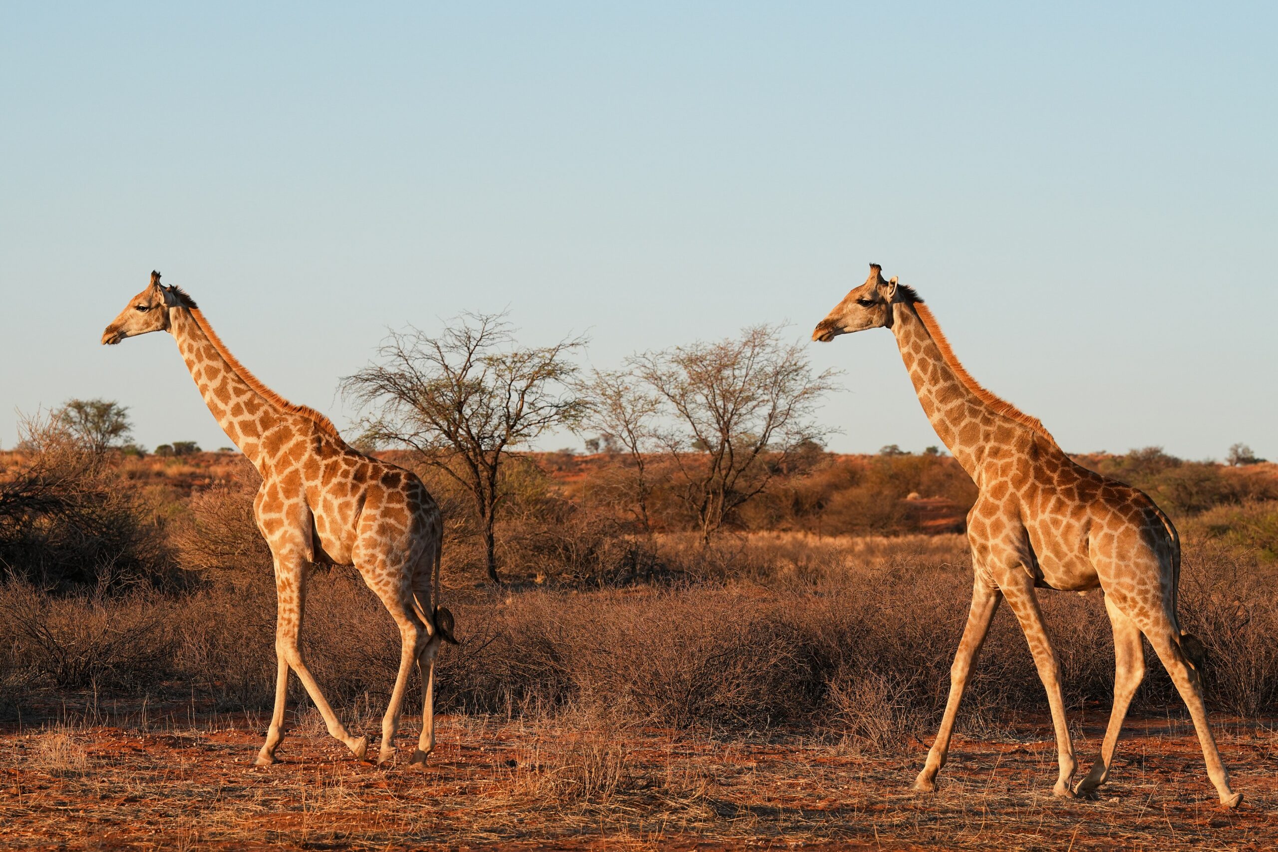 giraffe-9203563