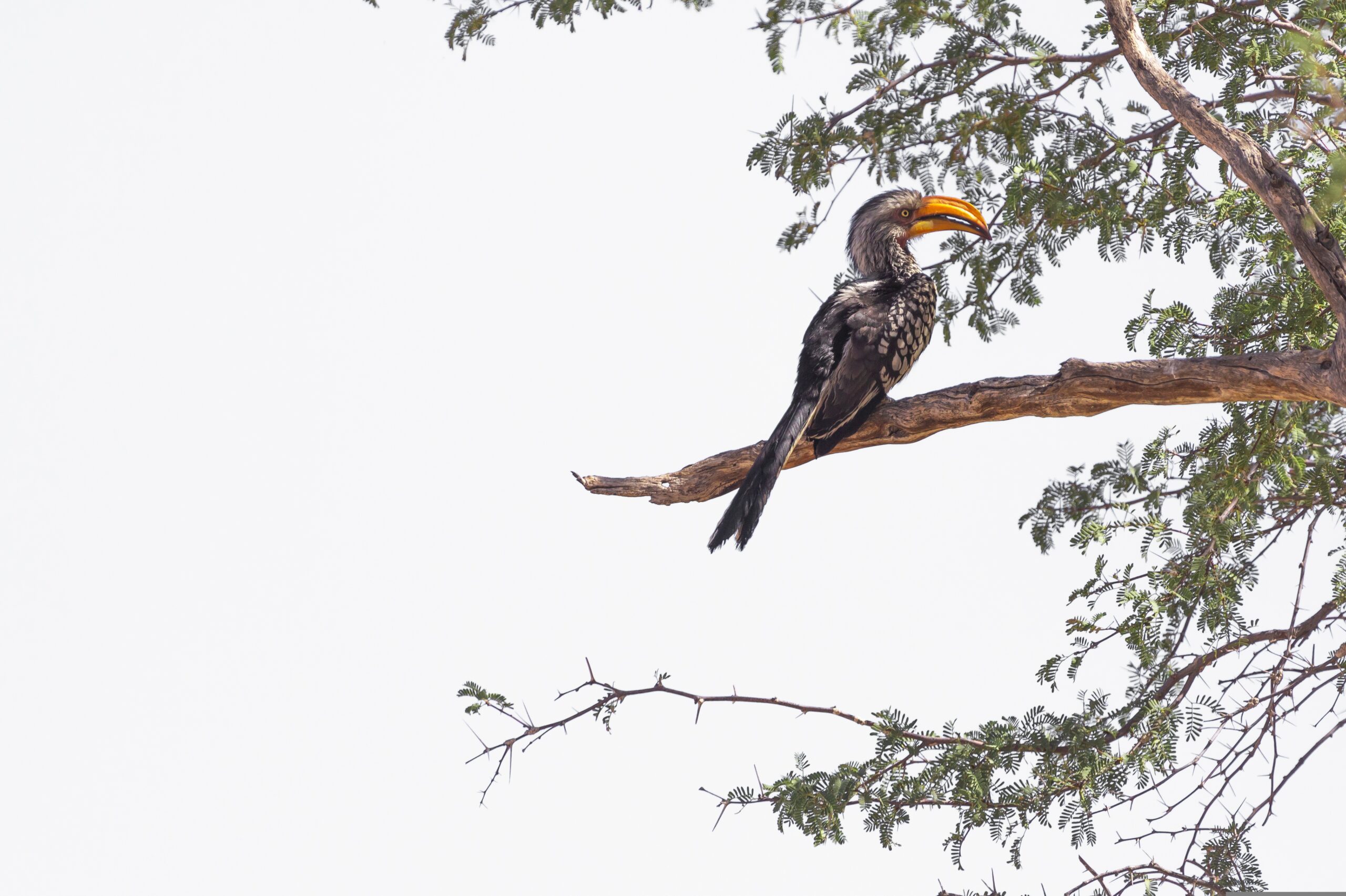 hornbill-3755230
