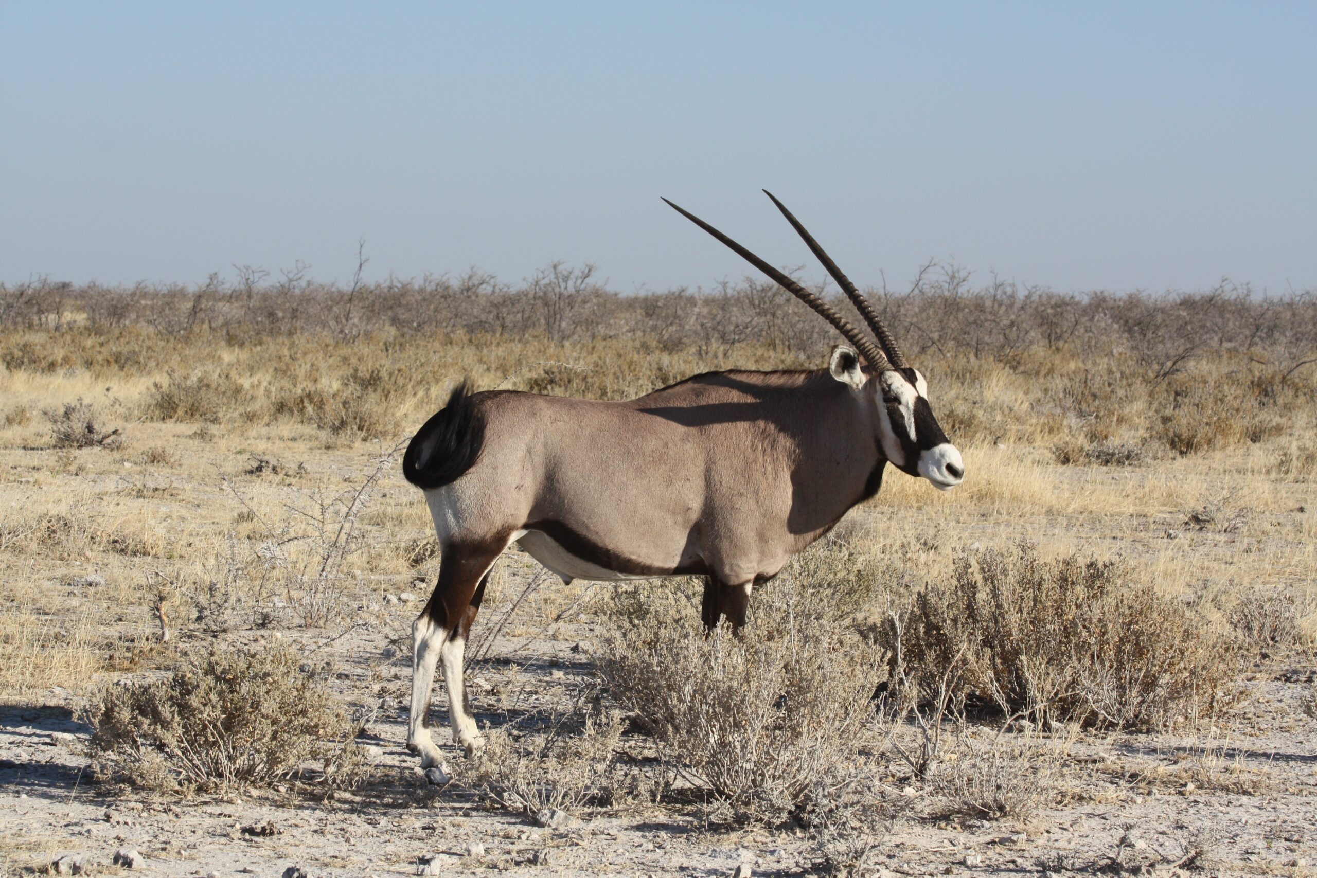 oryx-470196