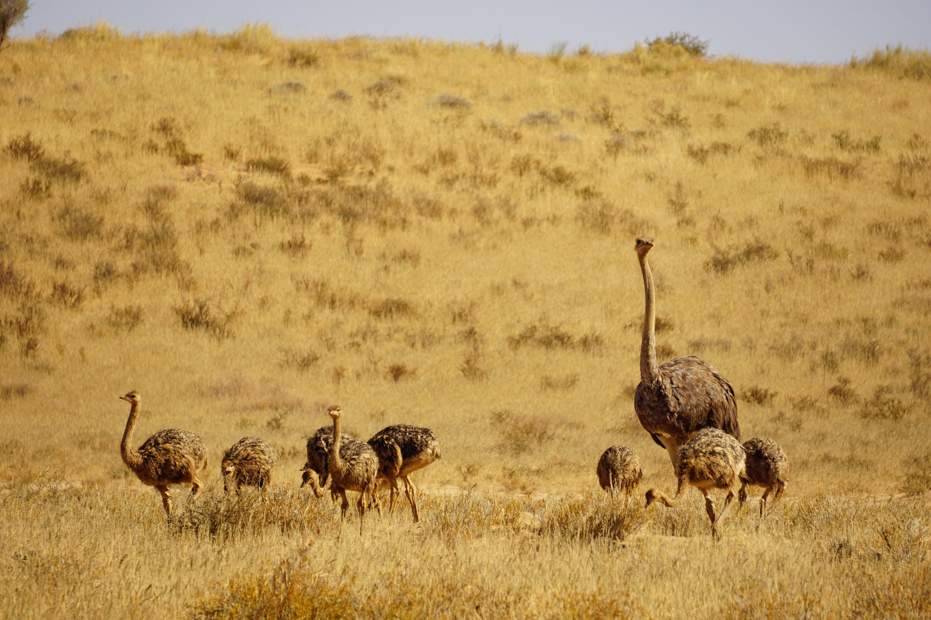 ostrich-3994555_1920