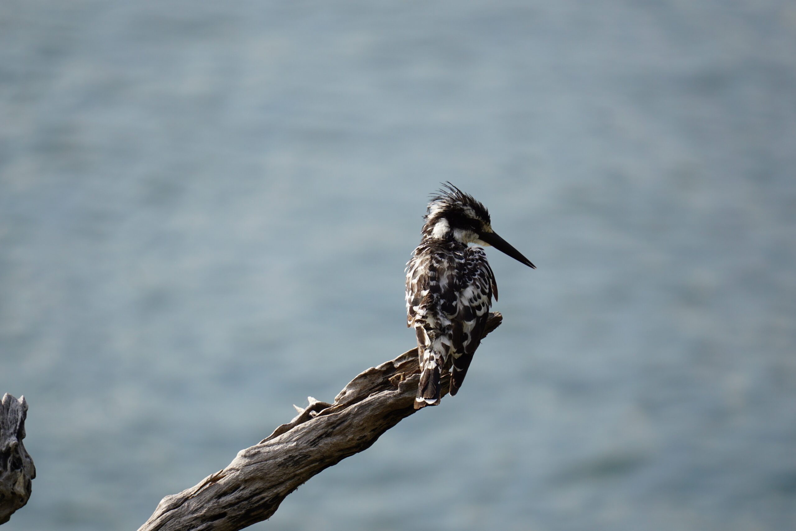 pied-kingfisher-4888598