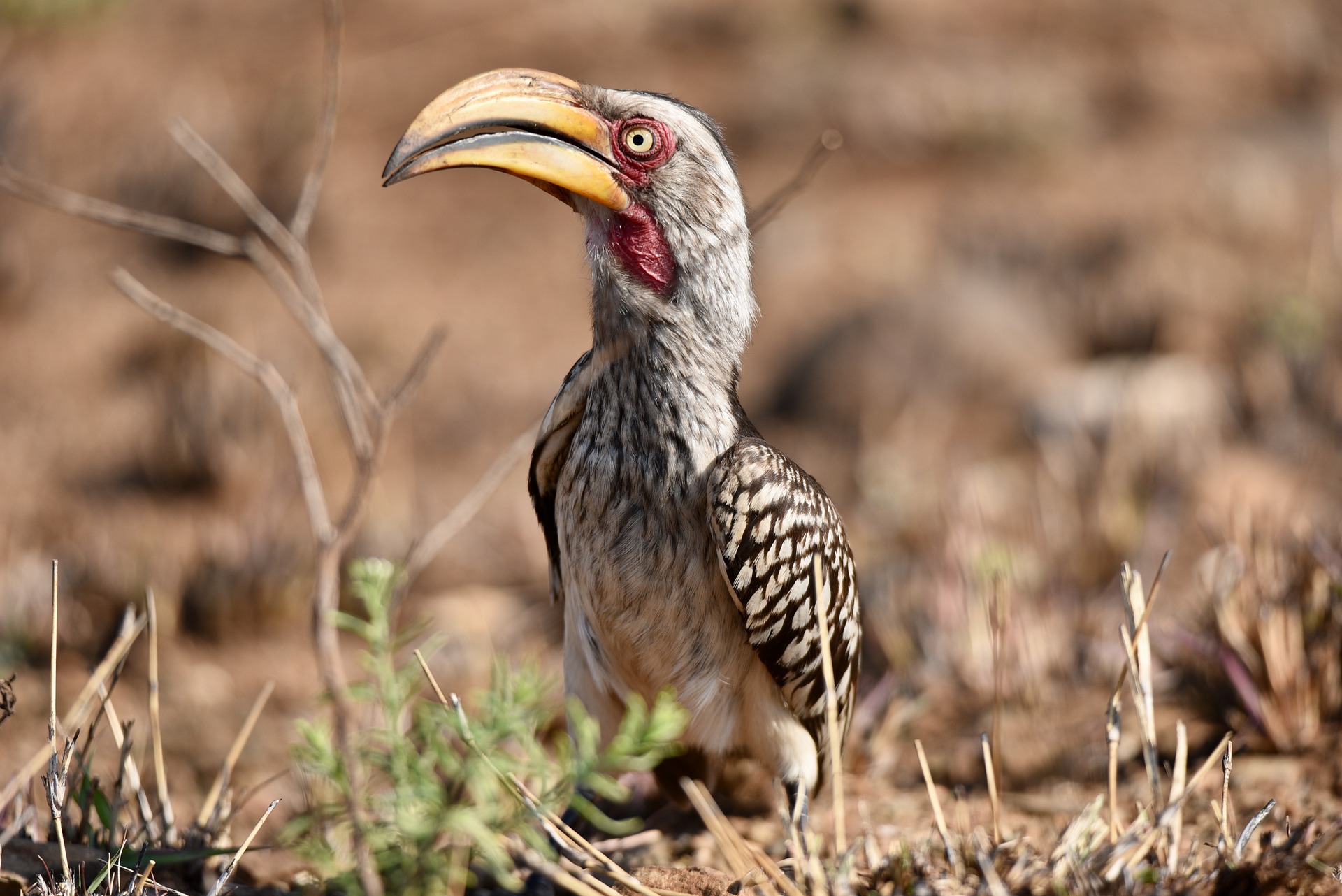 yellow-billed-hornbill-9503010_1920