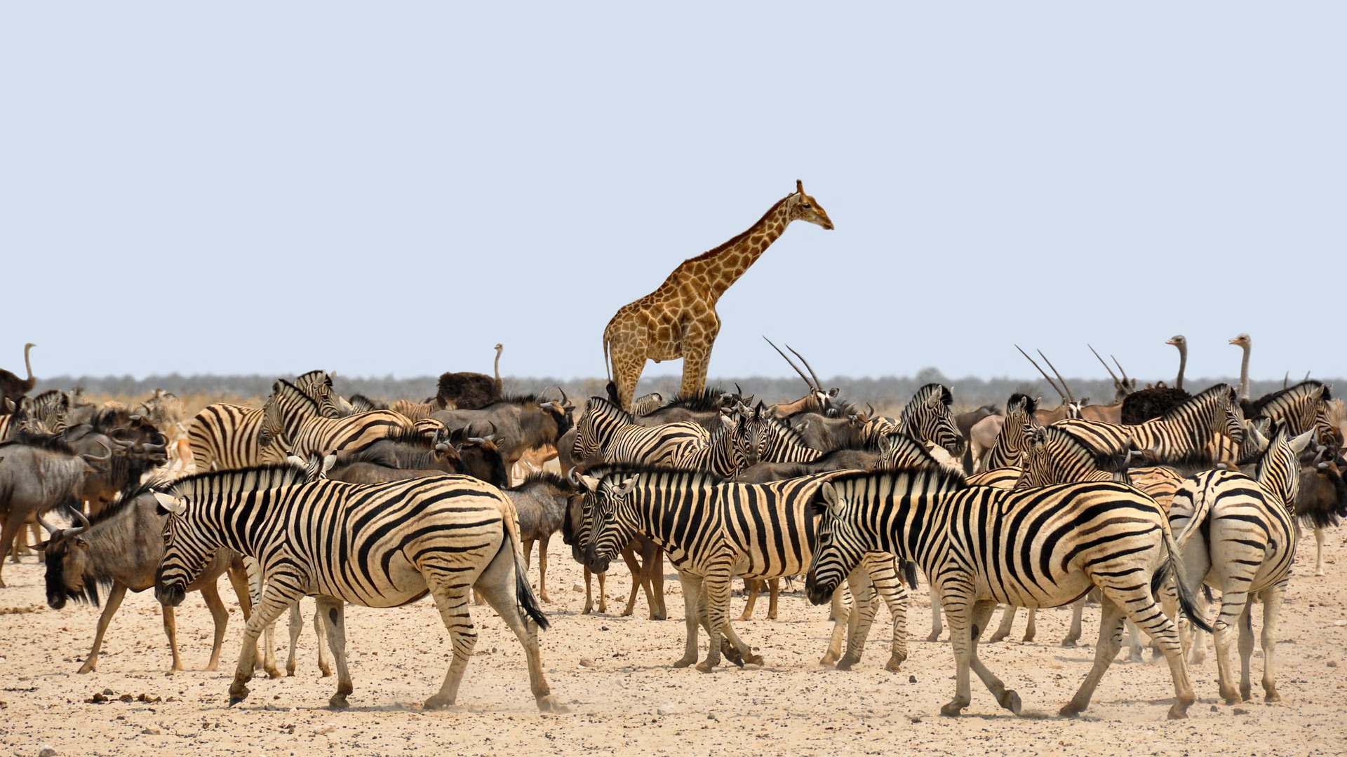 zebra-1170177_1920